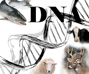 maso DNA identif ok