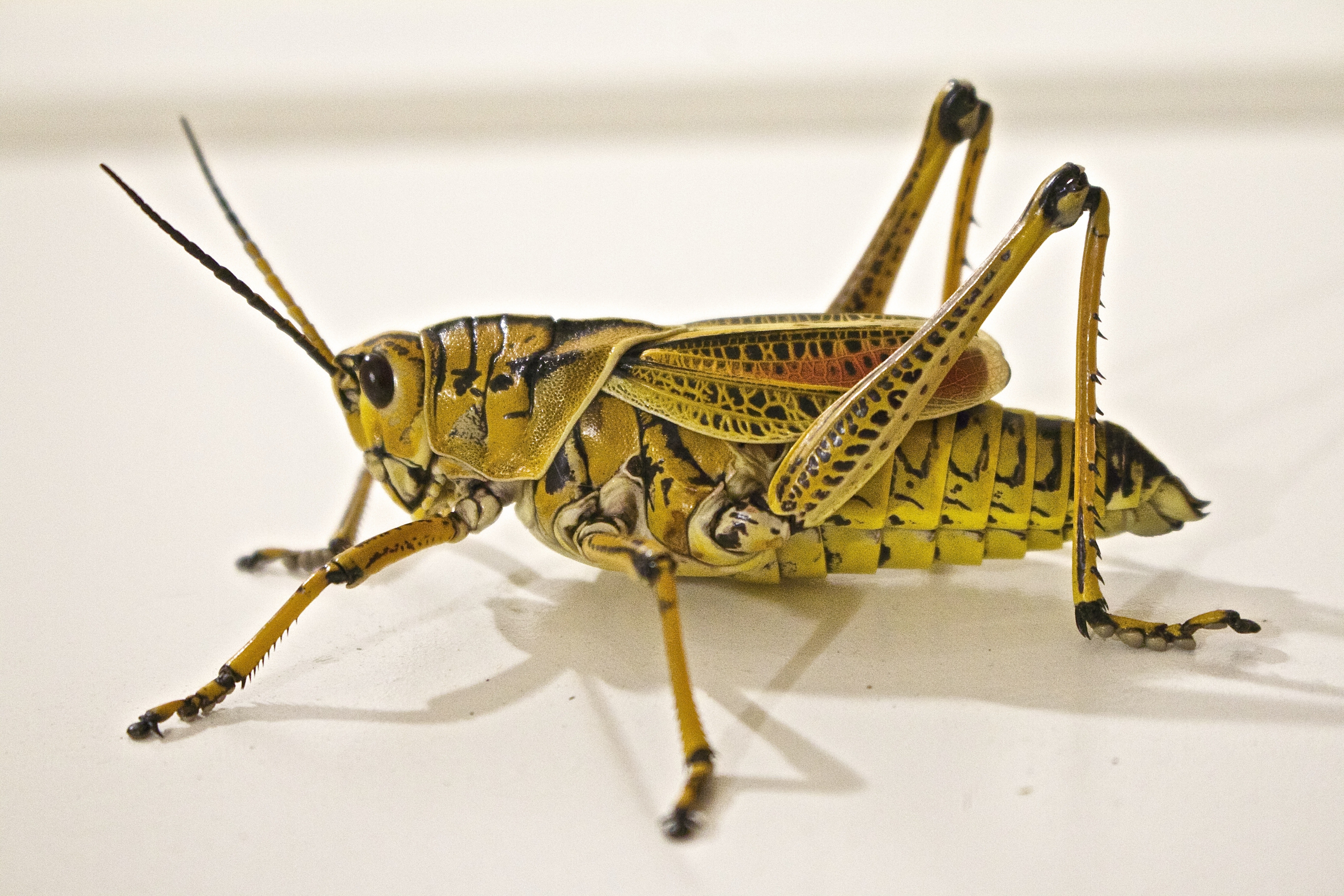 animal-bug-close-up-37830