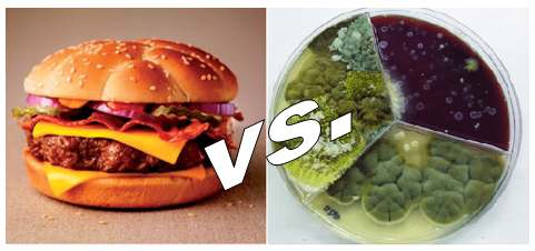 hamburger vs mikroby