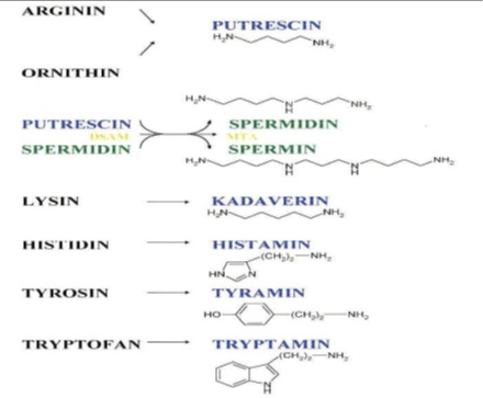 biogennne aminy