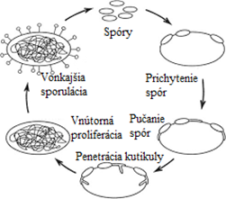 cyklus entomopatogenne huby