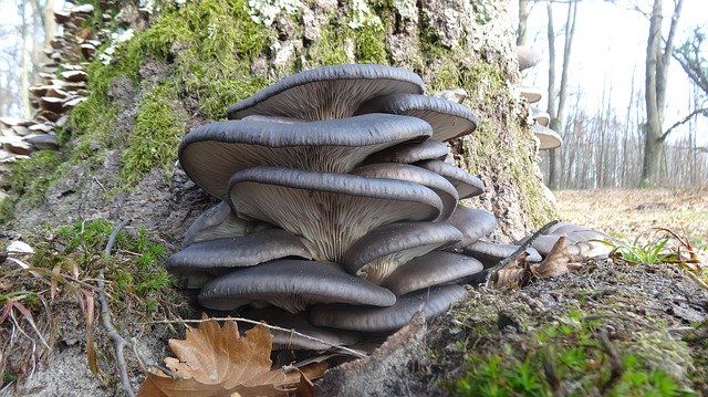 oyster-mushroom-360747_640