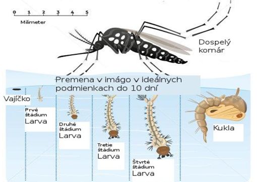 komar-cyklus