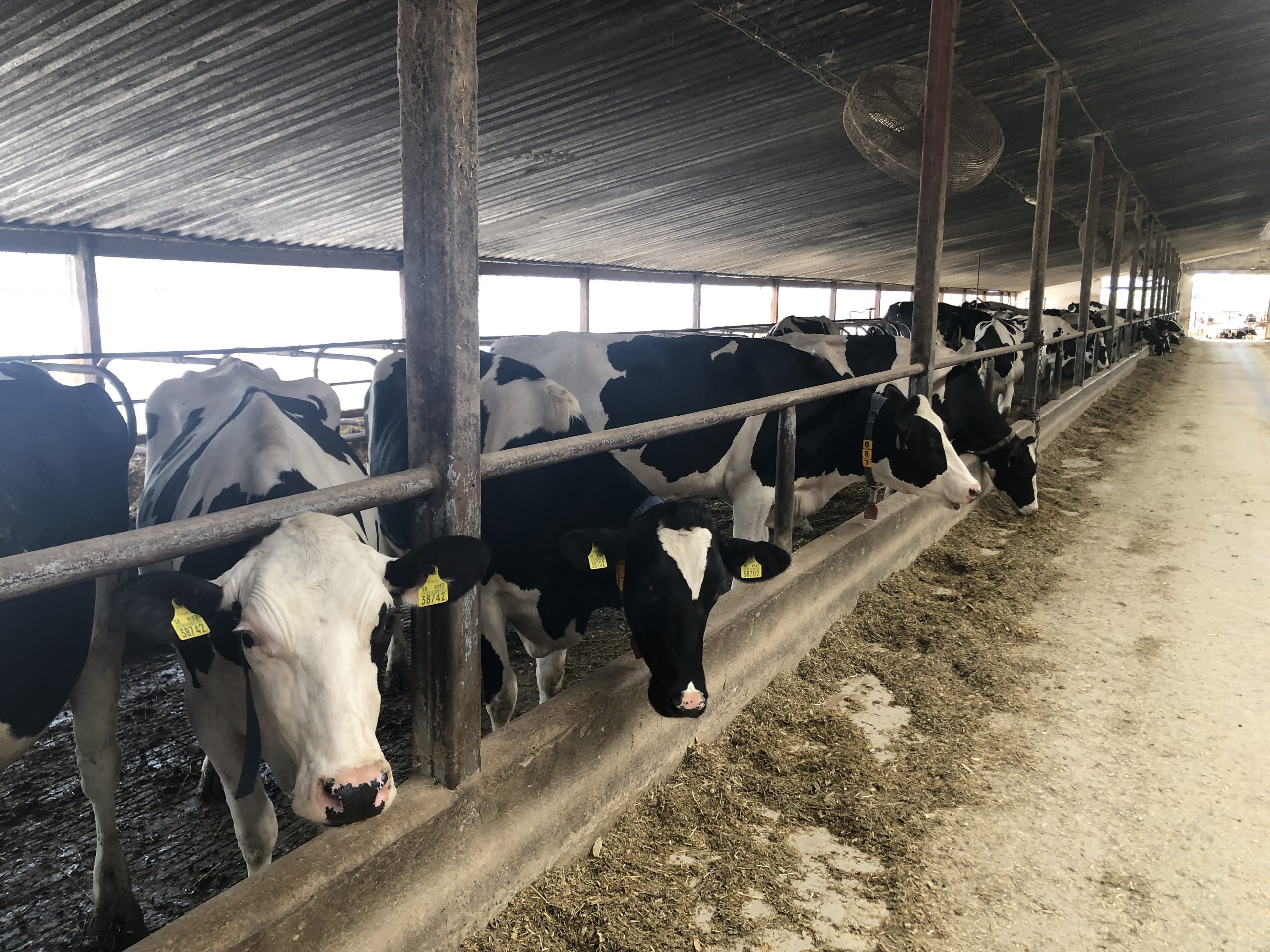 Udržateľné zhodnocovanie kravského maštaľného hnoja v manažmente chovu dojníc