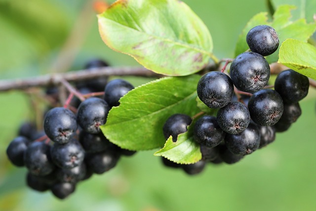 Arónia čiernoplodá (Aronia melanocarpa) a jej účinky